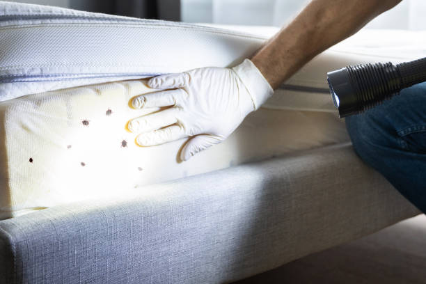 Best Flea Control Services  in Prince George, VA