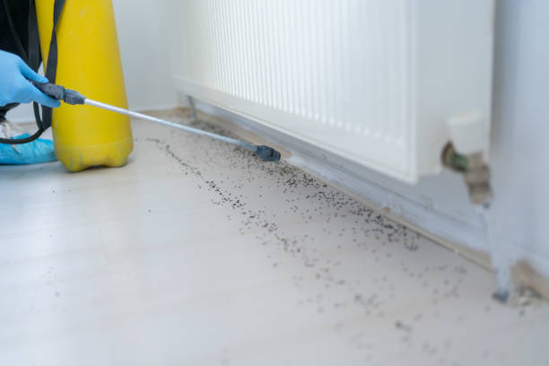 Best Local Pest Control Services  in Prince George, VA