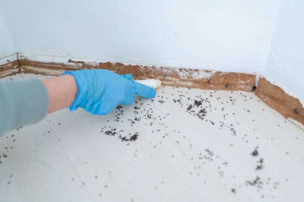 Best Local Pest Control Services  in Prince George, VA